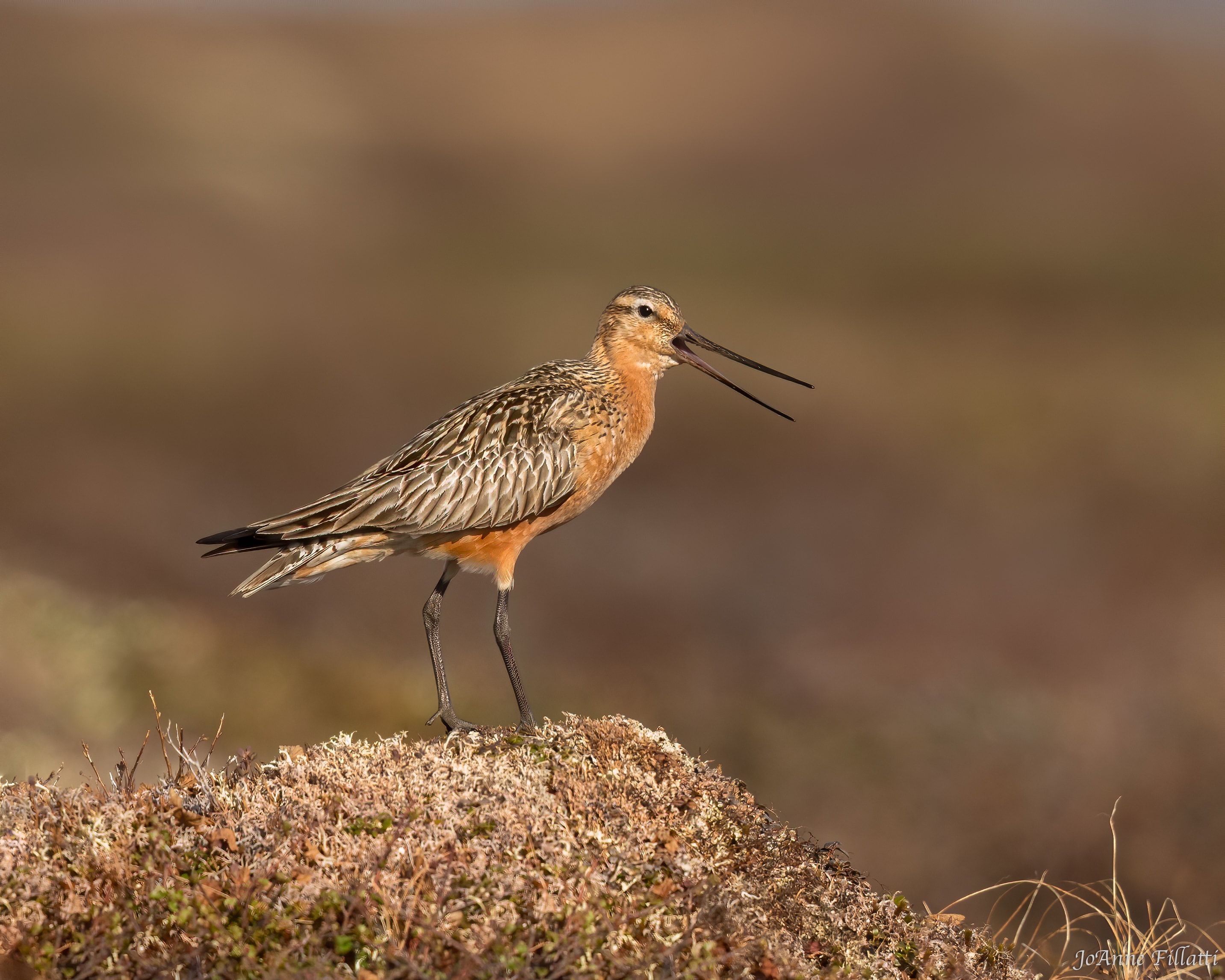 bird of alaska image 4